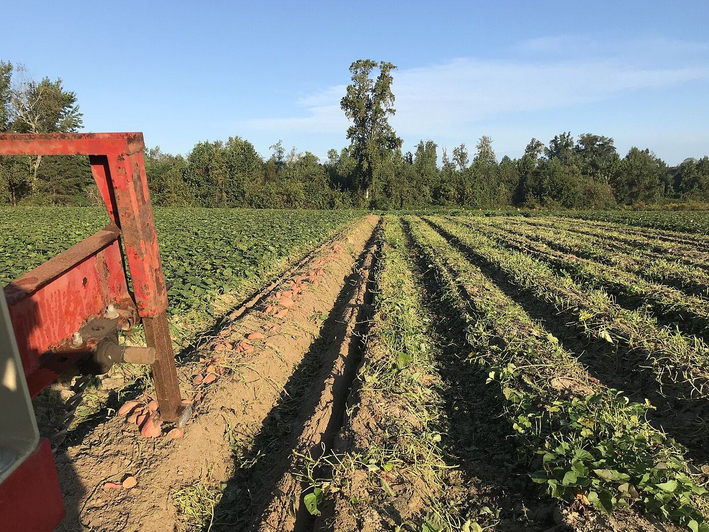 Sweet potato harvest on a Nash County farm