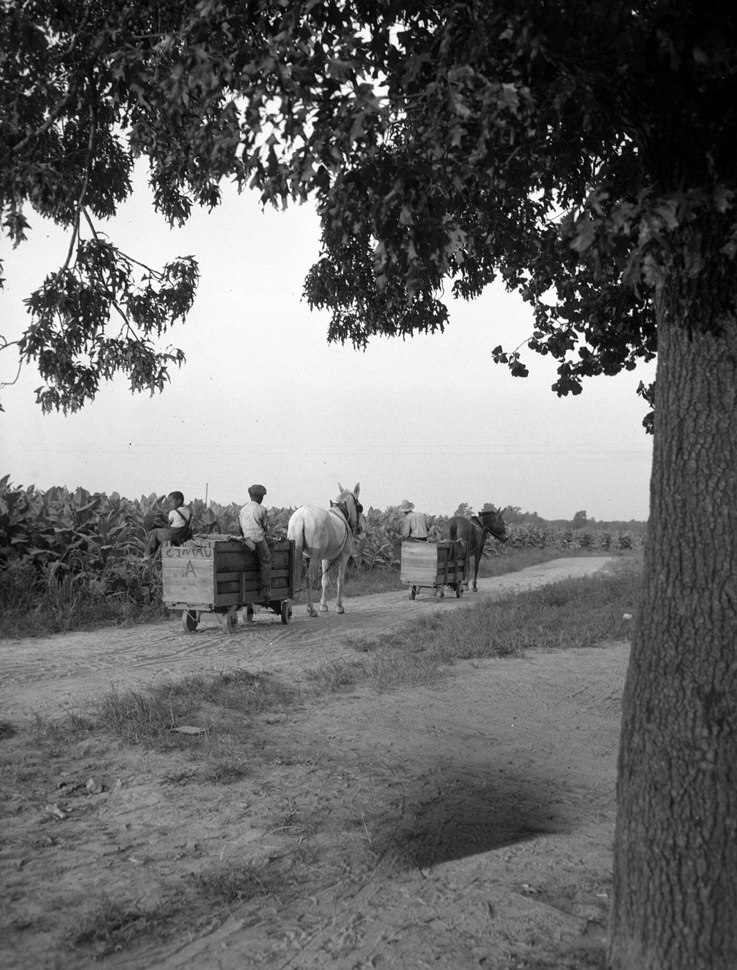 Tobacco field on the Watson Farm, Nash County, 1948